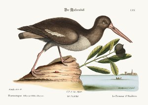 El cazador de ostras, 1749-73 de Mark Catesby